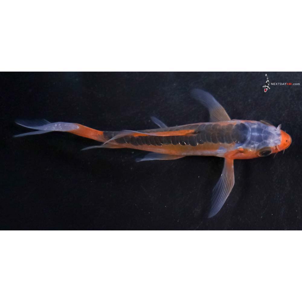 4” Imported Shusui Butterfly Koi
