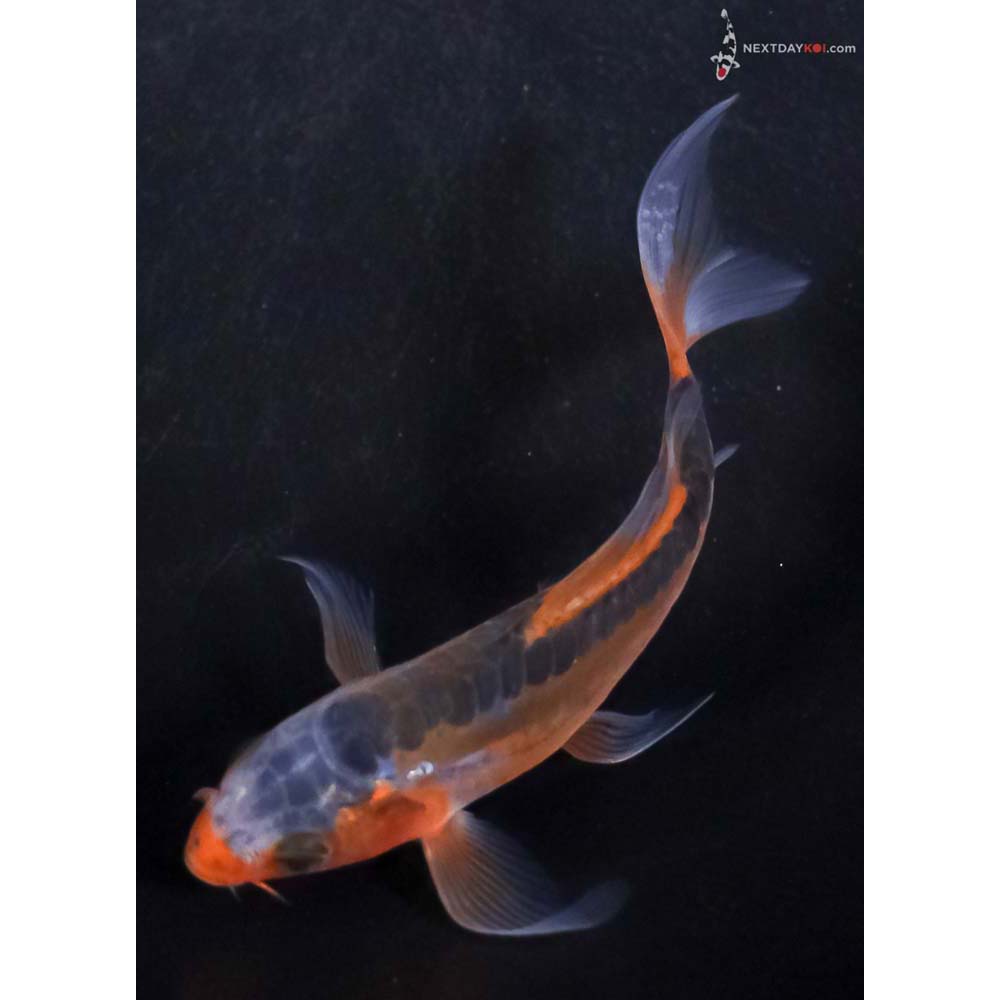 4” Imported Shusui Butterfly Koi