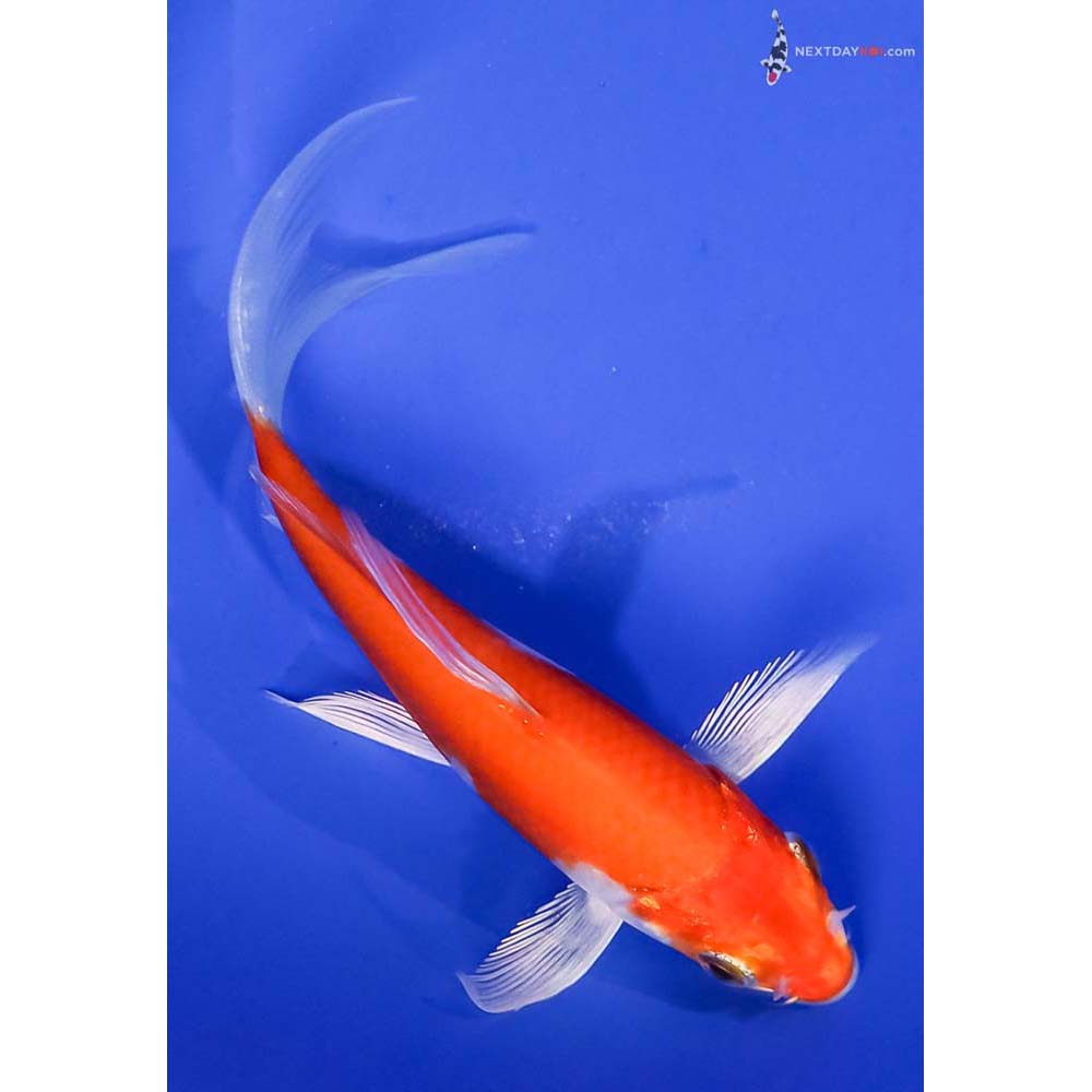 5” Imported Hariwake Butterfly Koi