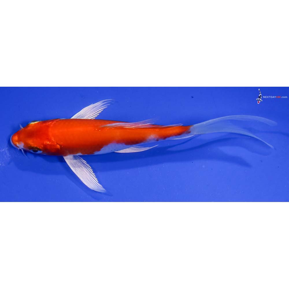 5” Imported Hariwake Butterfly Koi