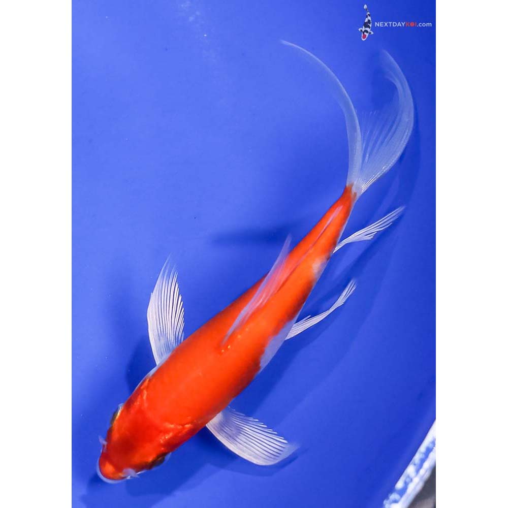 5” Imported Hariwake Butterfly Koi