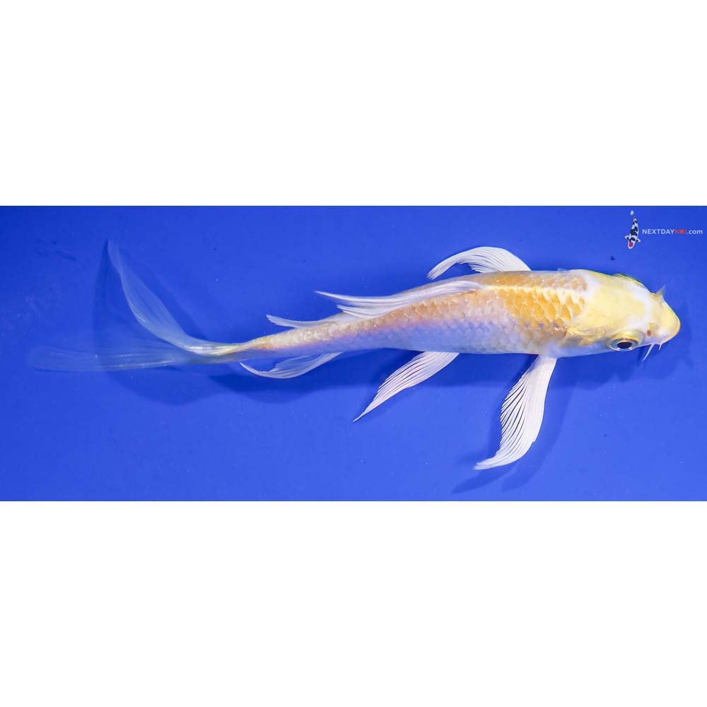 5.5” Imported Lemon Hariwake Butterfly Koi