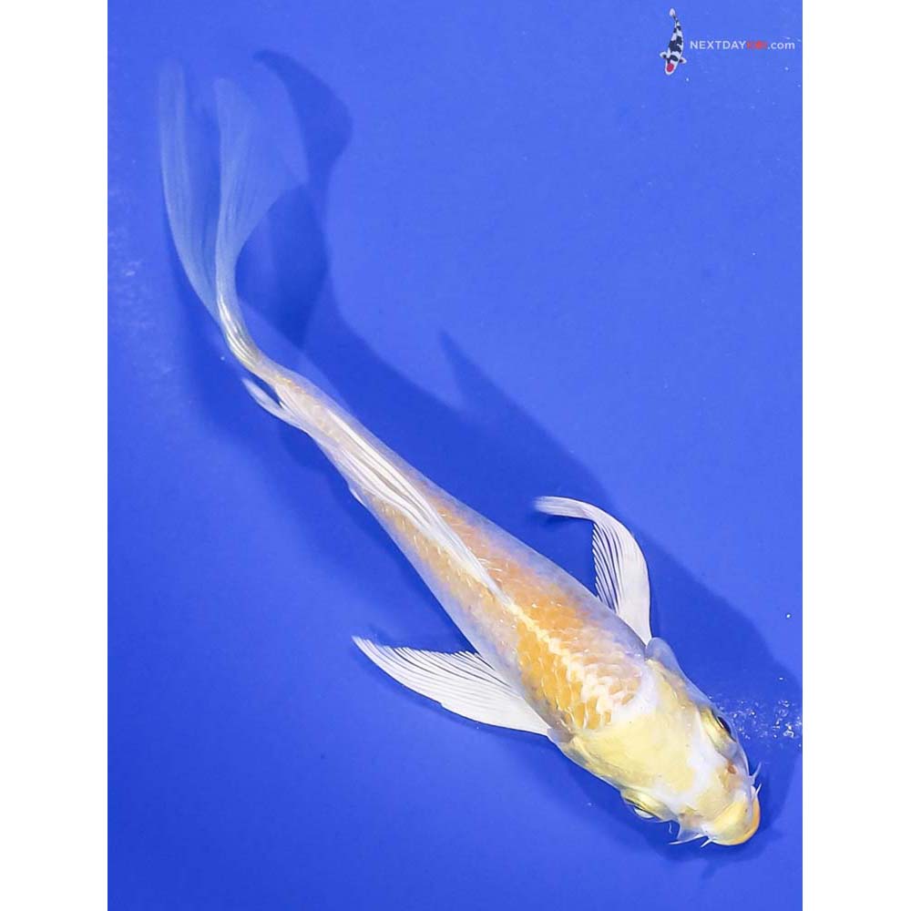 5.5” Imported Lemon Hariwake Butterfly Koi