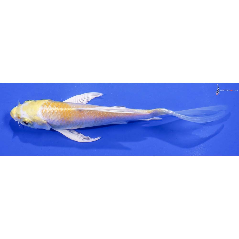 5.5” Imported Lemon Hariwake Butterfly Koi