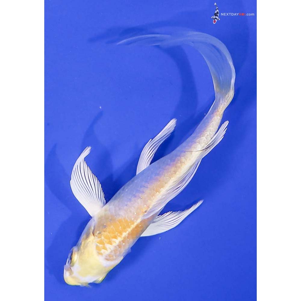 5.5” Imported Lemon Hariwake Butterfly Koi