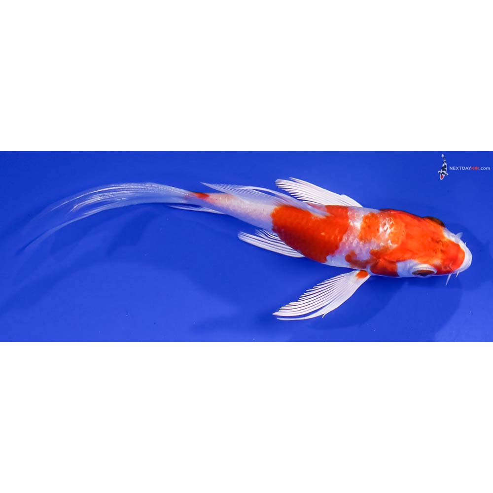 4” Imported Hariwake Butterfly Koi