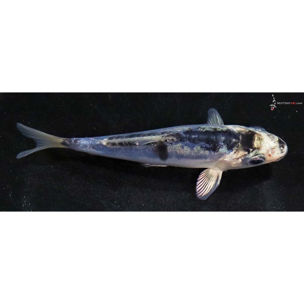 4” Imported Doitsu Blue Gin Matsuba