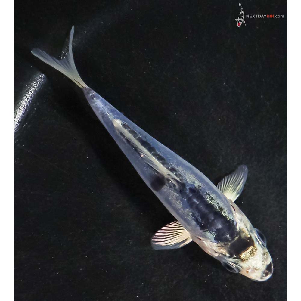 4” Imported Doitsu Blue Gin Matsuba