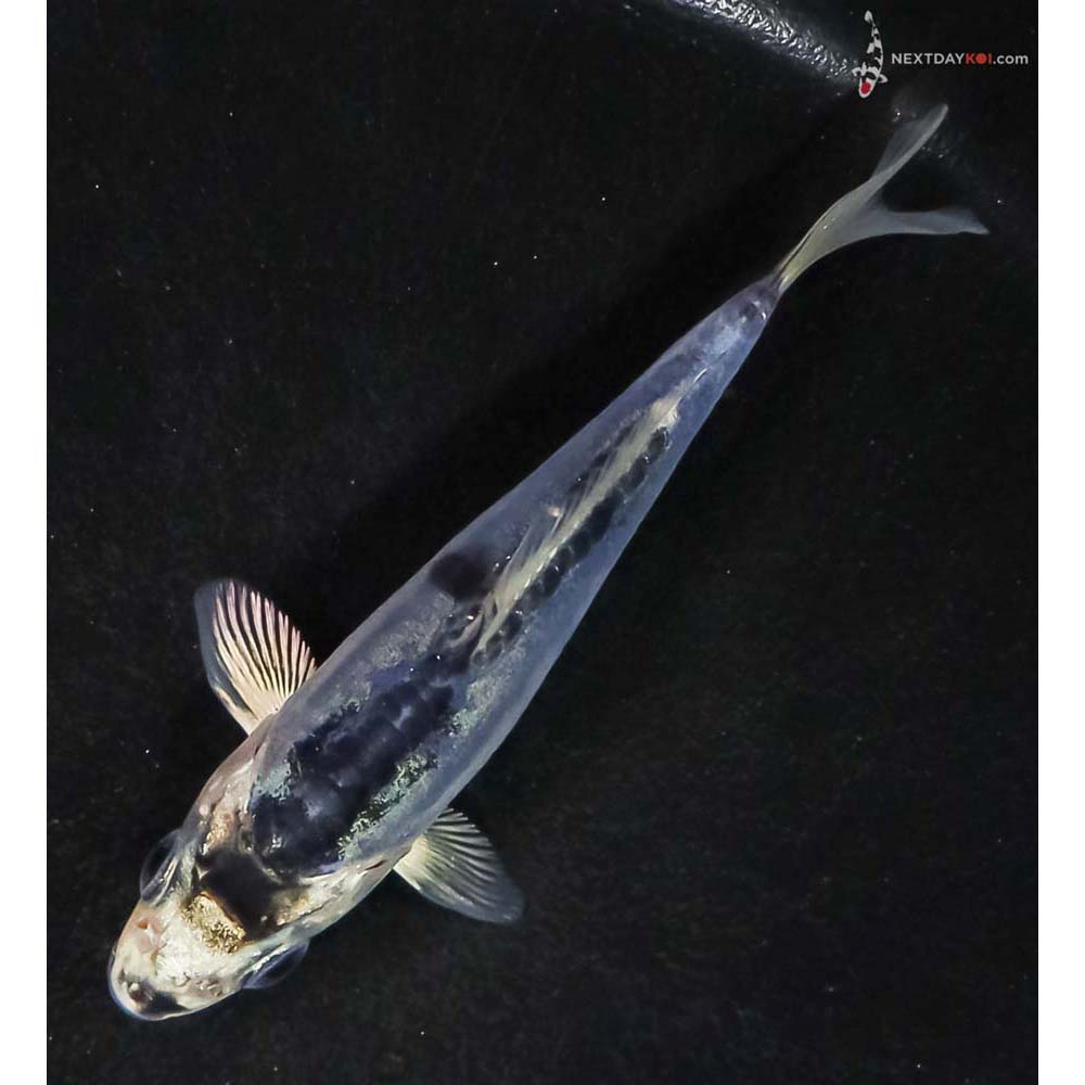 4” Imported Doitsu Blue Gin Matsuba