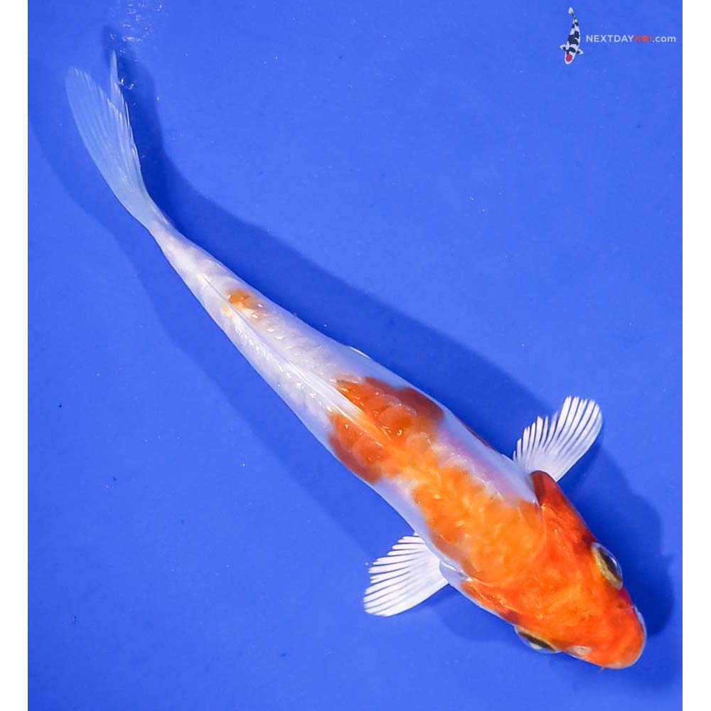 4” Imported Kikusui