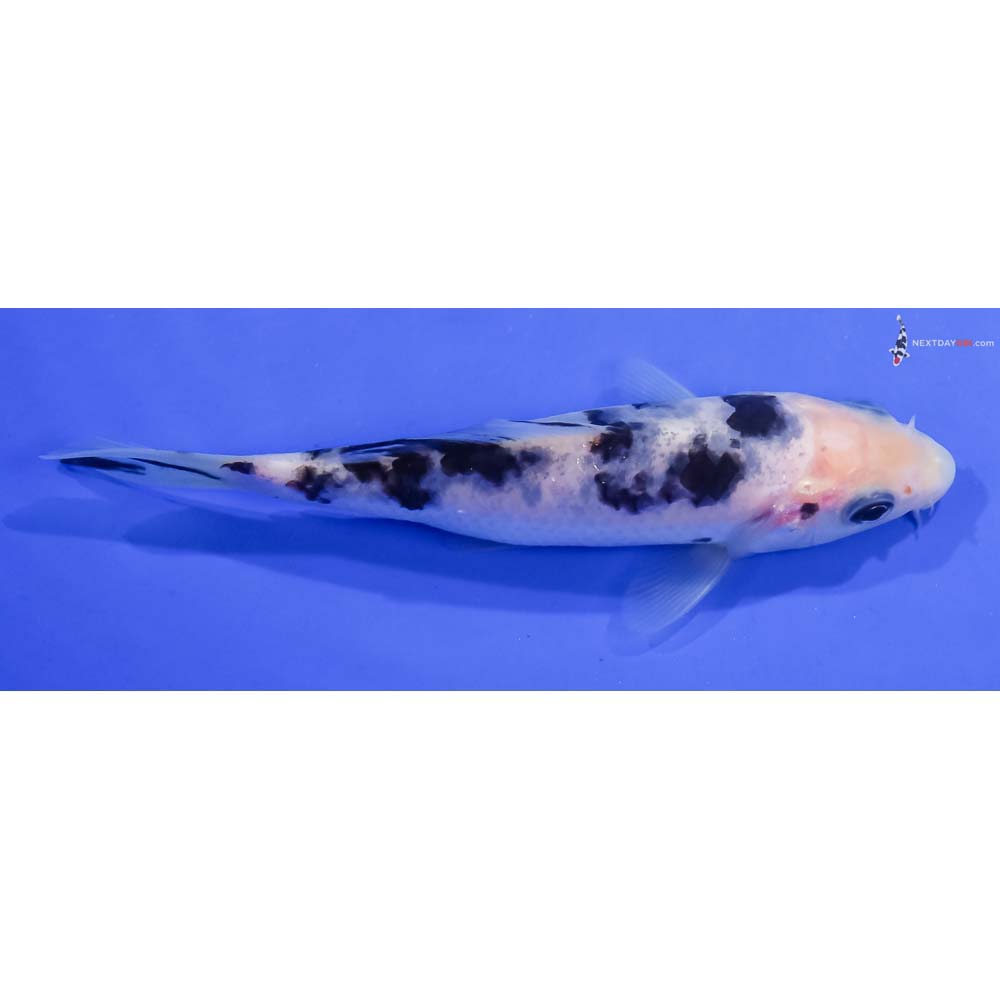 4.5” Imported Shiro Bekko