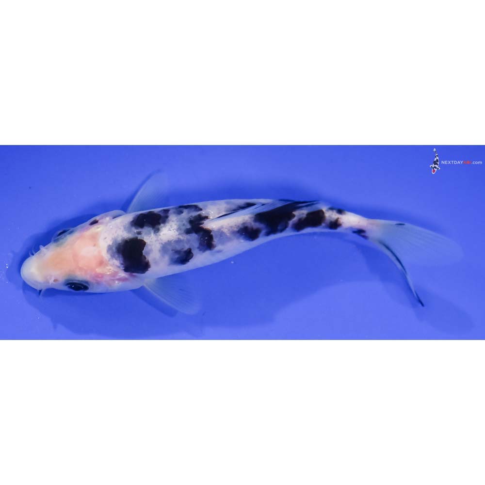 4.5” Imported Shiro Bekko