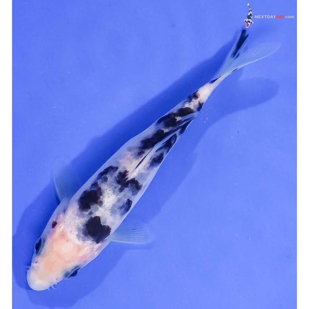 4.5” Imported Shiro Bekko