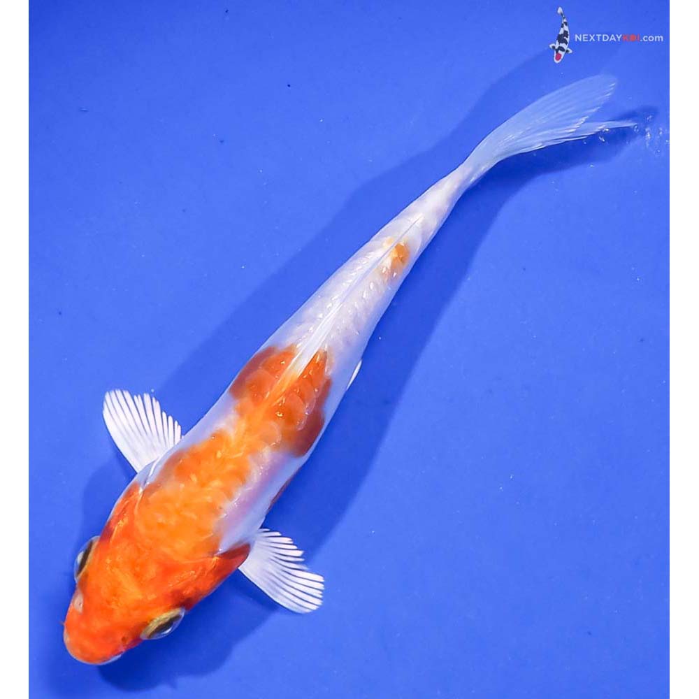 4” Imported Kikusui