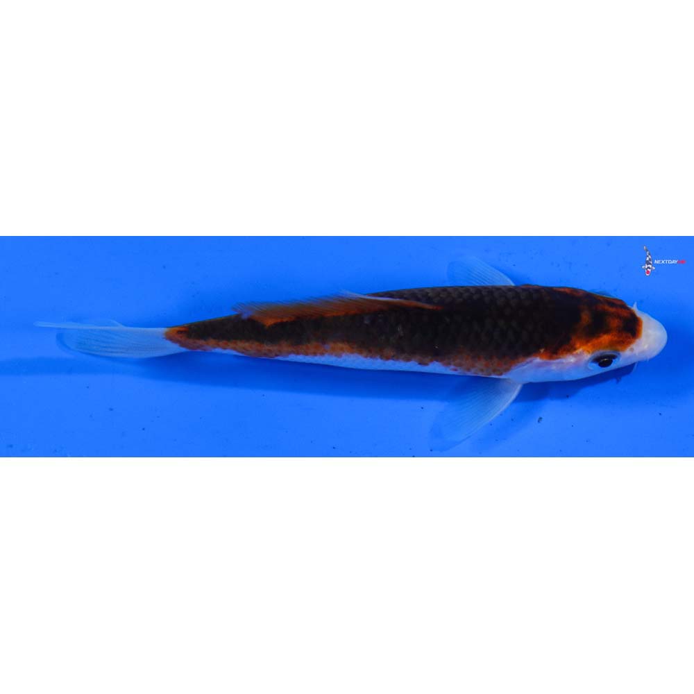 4” Imported Goromo