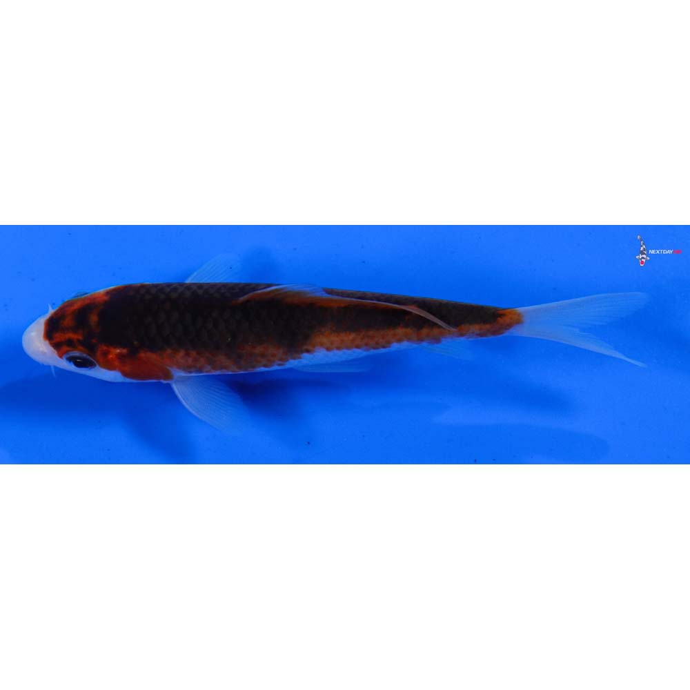 4” Imported Goromo