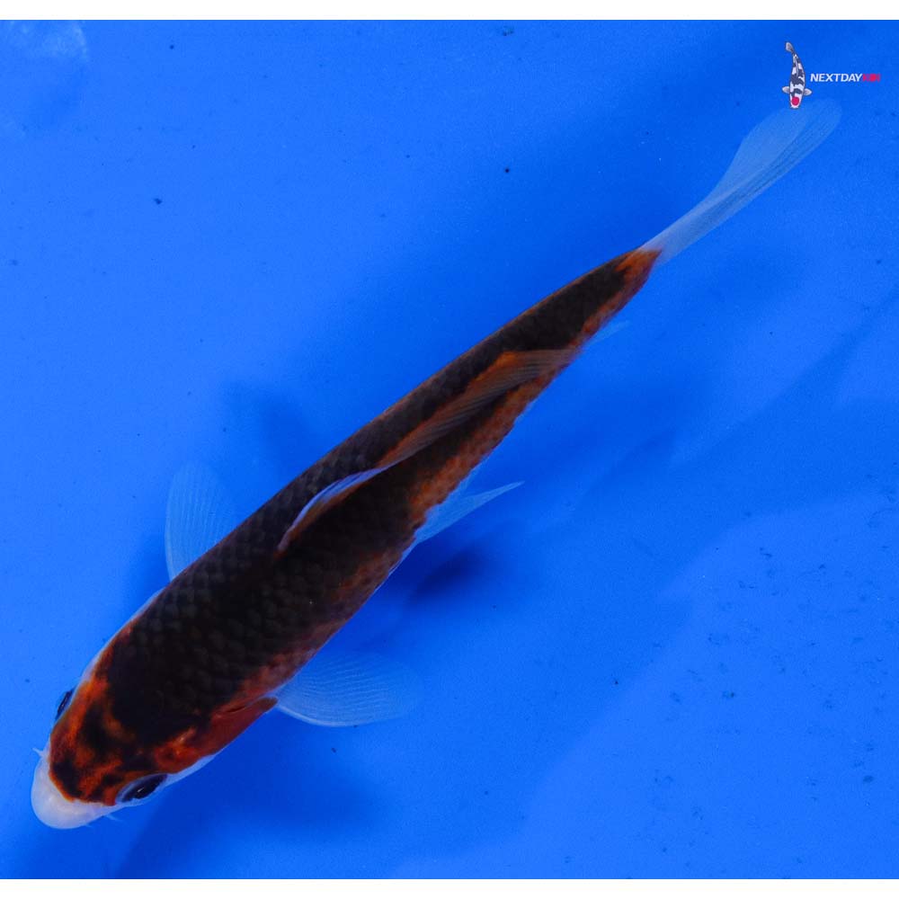 4” Imported Goromo