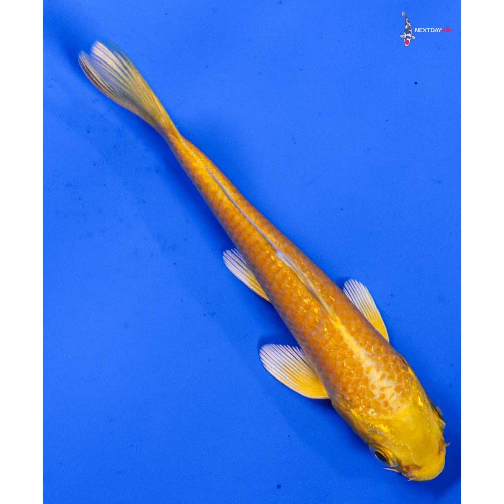 4” Imported Yamabuki Ogon