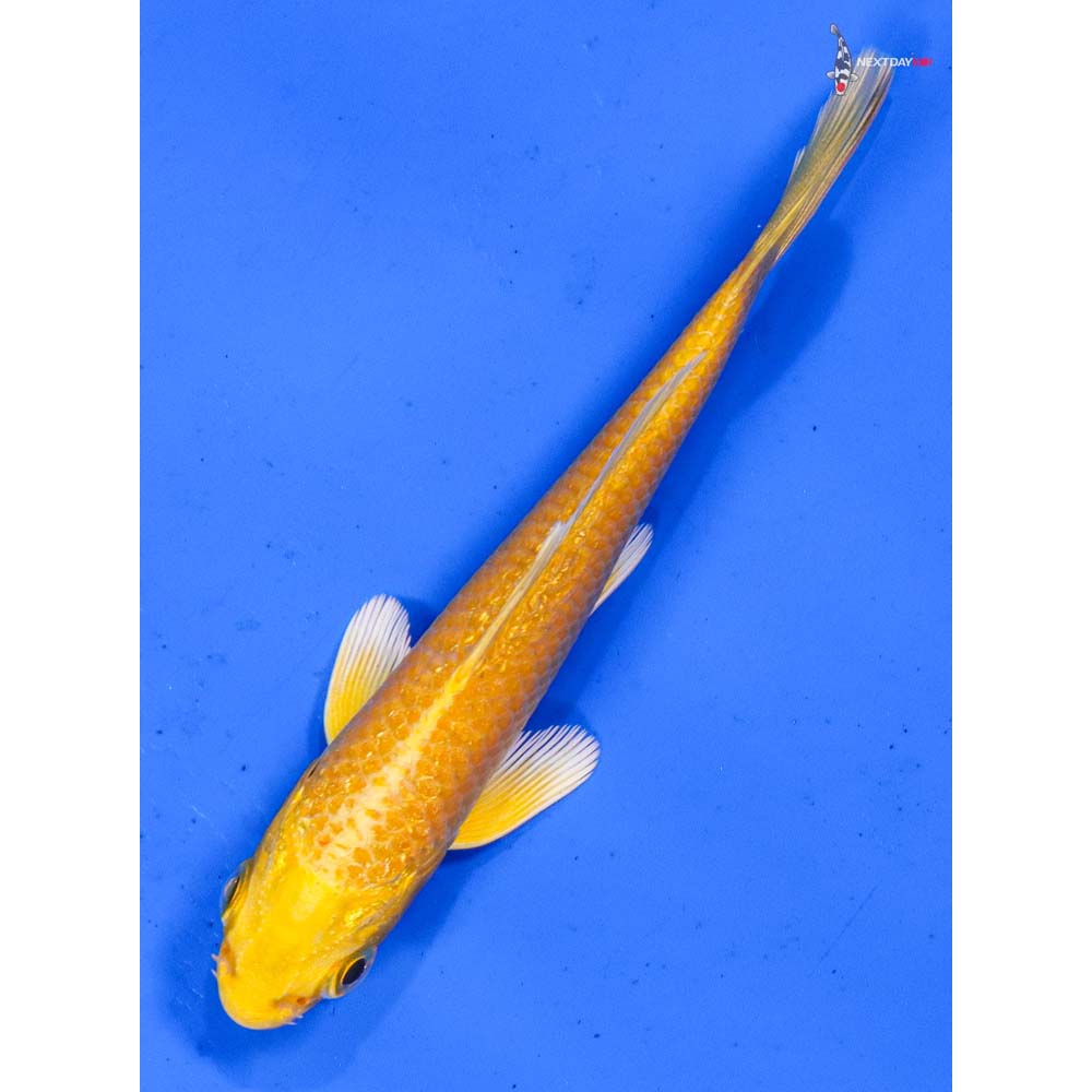 4” Imported Yamabuki Ogon