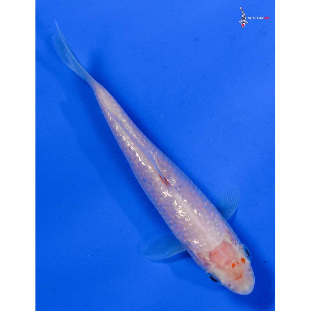4” Imported Gin Rin Kohaku