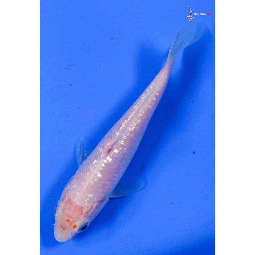 4” Imported Gin Rin Kohaku