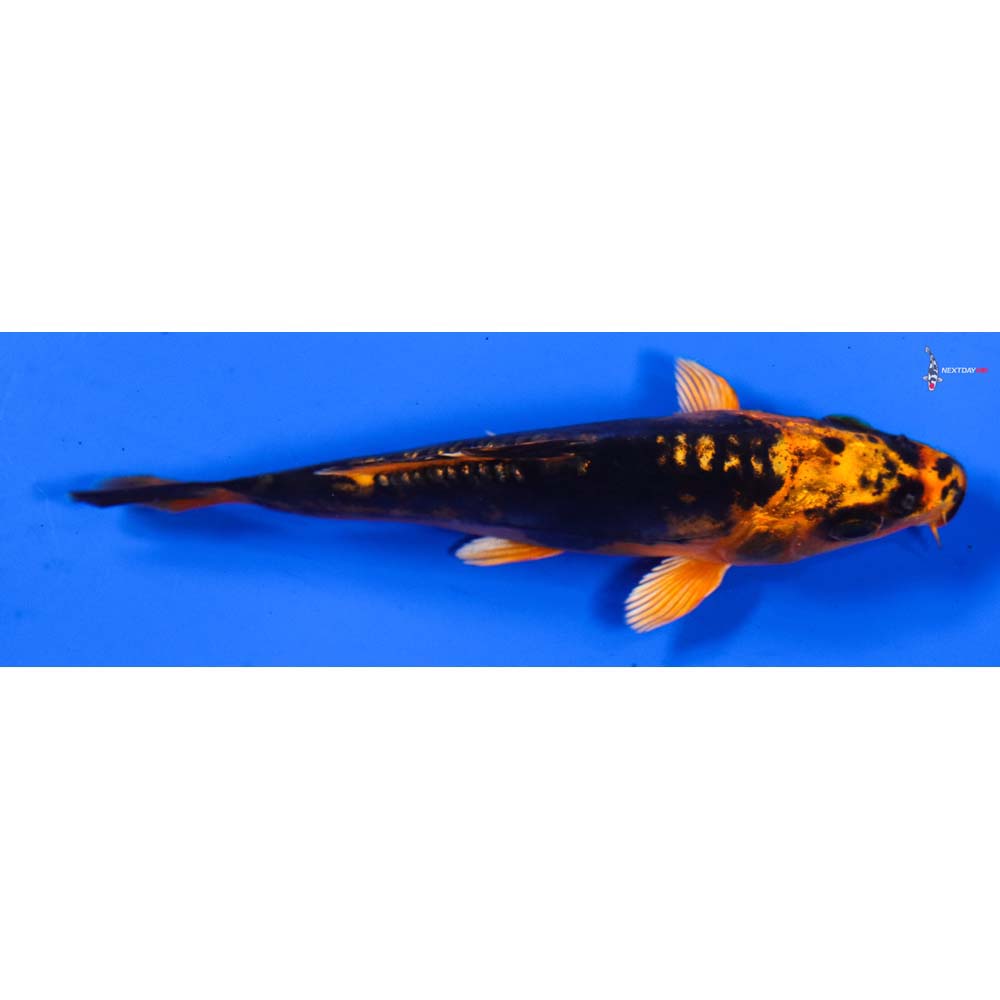 4.5” Imported Kin Kikokuryu