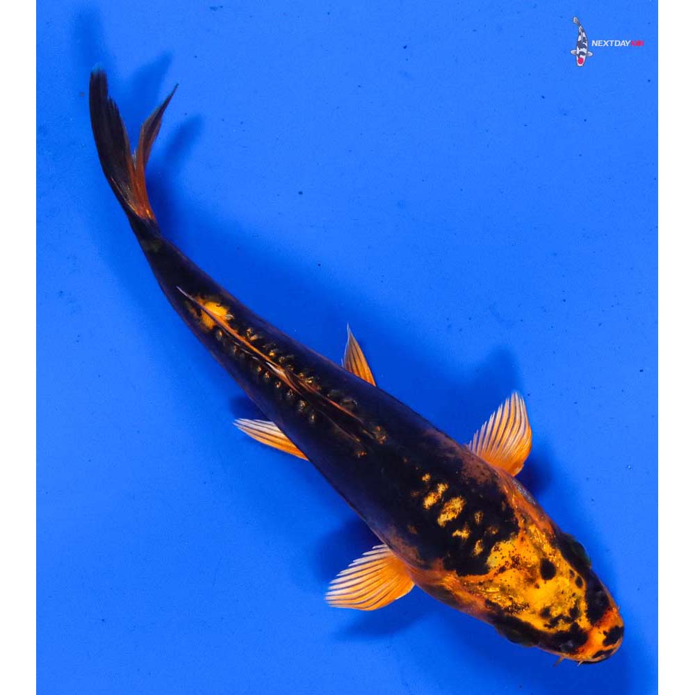 4.5” Imported Kin Kikokuryu