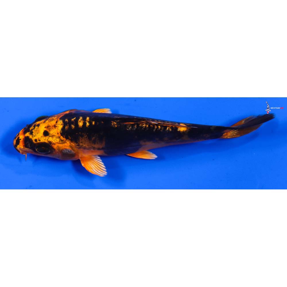 4.5” Imported Kin Kikokuryu