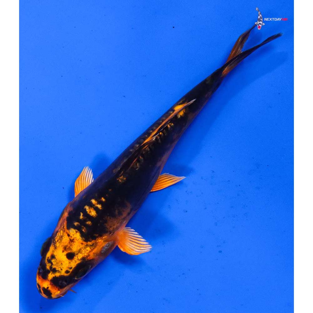 4.5” Imported Kin Kikokuryu