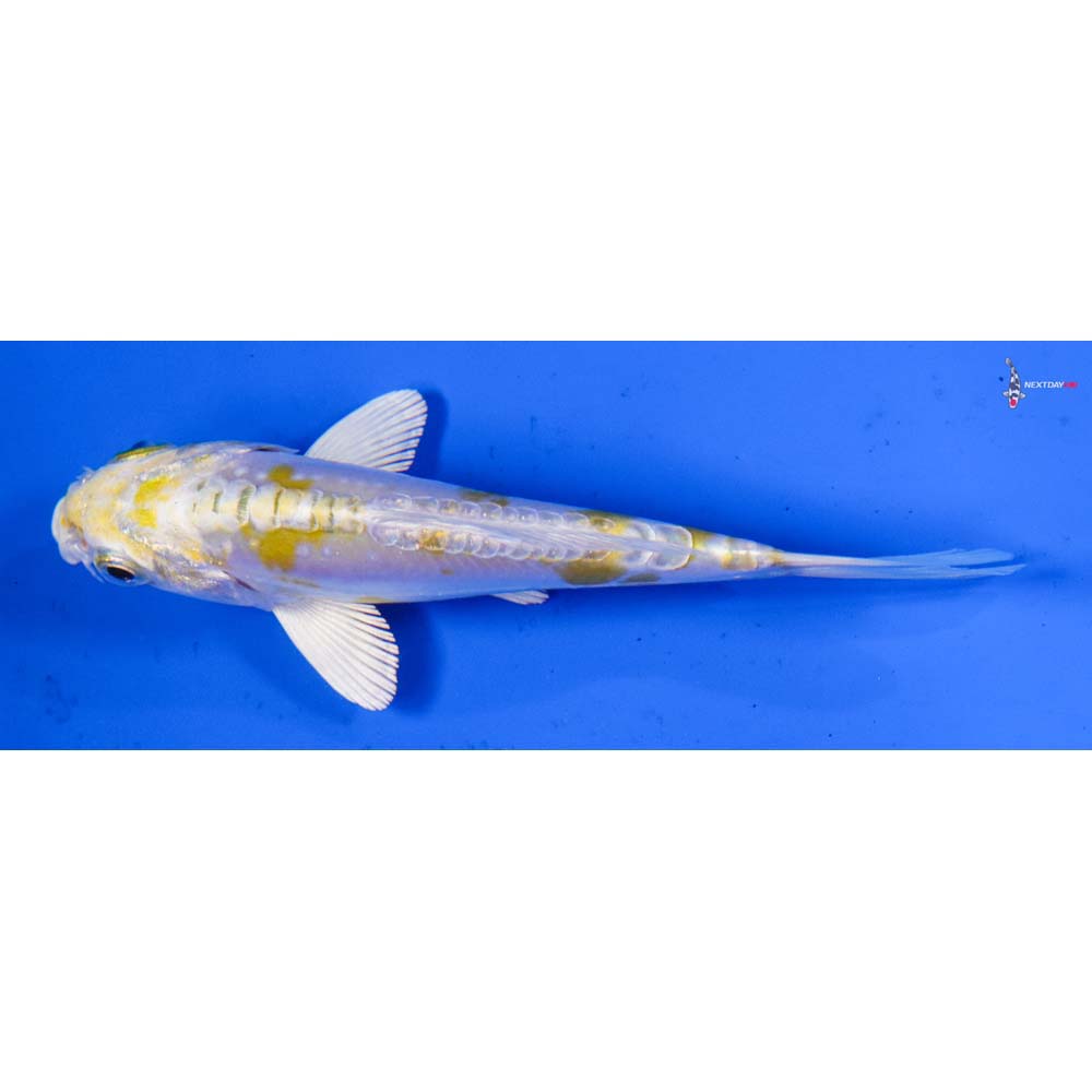 5” Imported Doitsu Lemon Hariwake