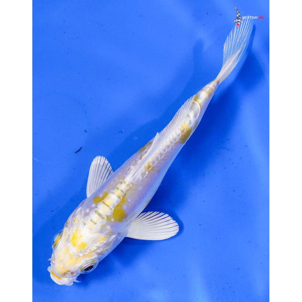 5” Imported Doitsu Lemon Hariwake