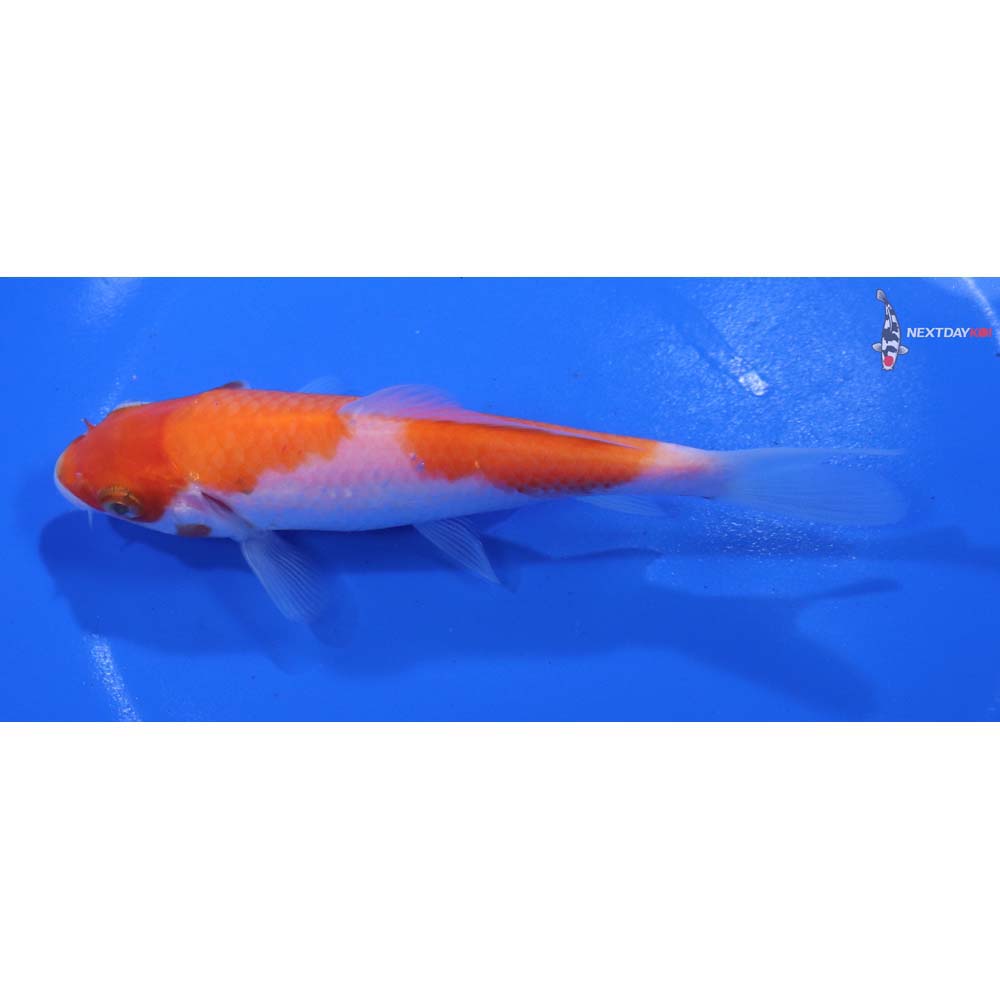5” Imported Kohaku