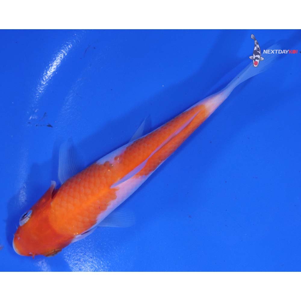 5” Imported Kohaku