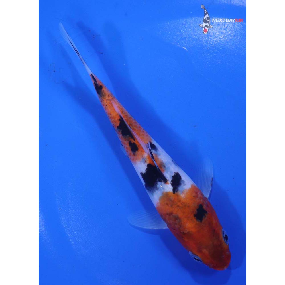 5.5” Imported Sanke