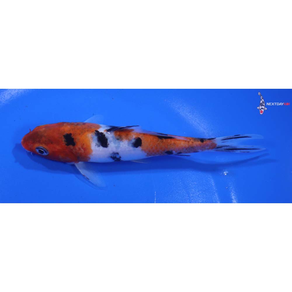 5.5” Imported Sanke