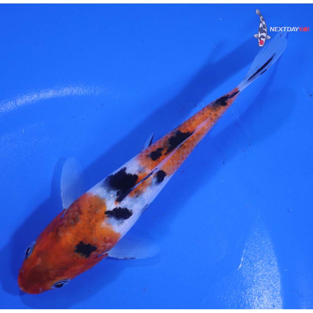 5.5” Imported Sanke