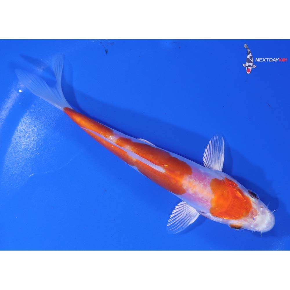 5.5” Imported Kikusui