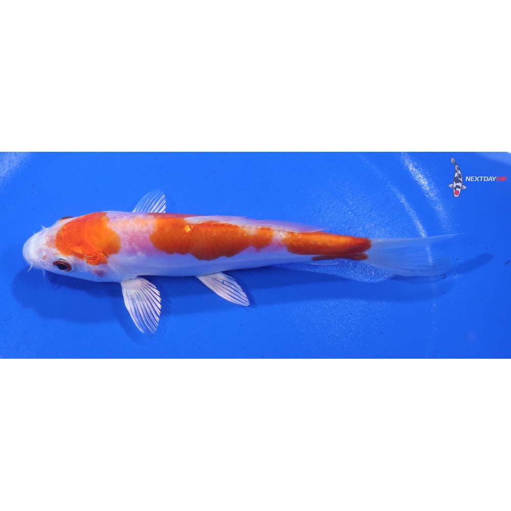 5.5” Imported Kikusui