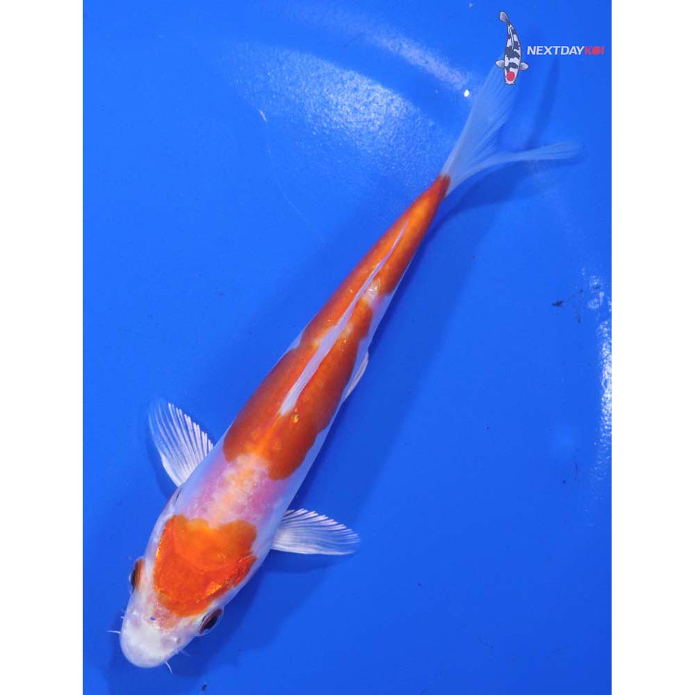 5.5” Imported Kikusui