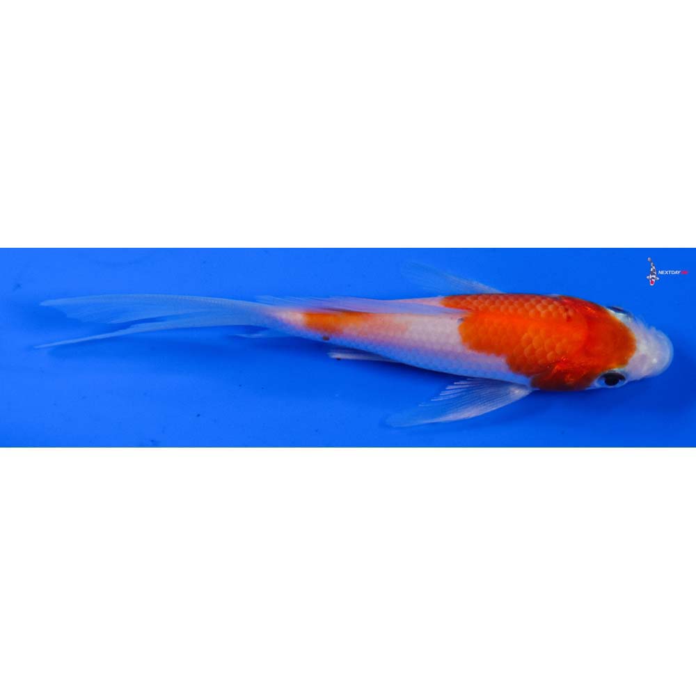 4” Imported Kohaku Butterfly Koi