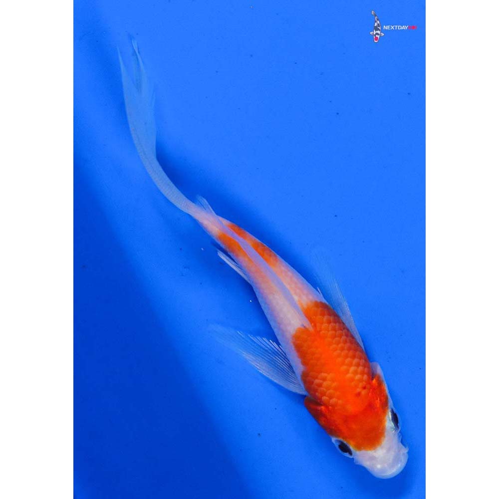 4” Imported Kohaku Butterfly Koi