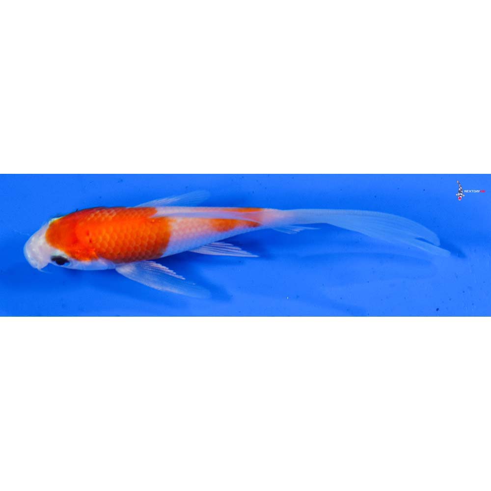 4” Imported Kohaku Butterfly Koi