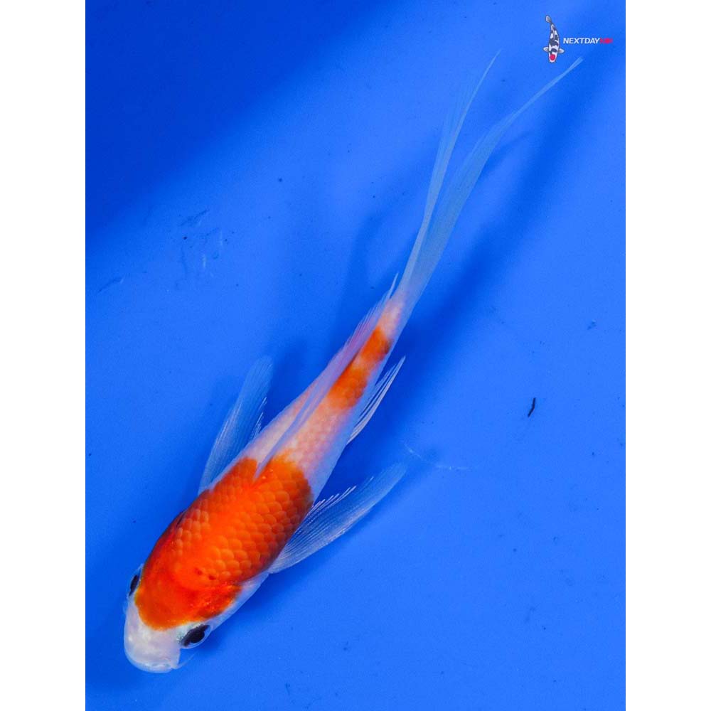 4” Imported Kohaku Butterfly Koi
