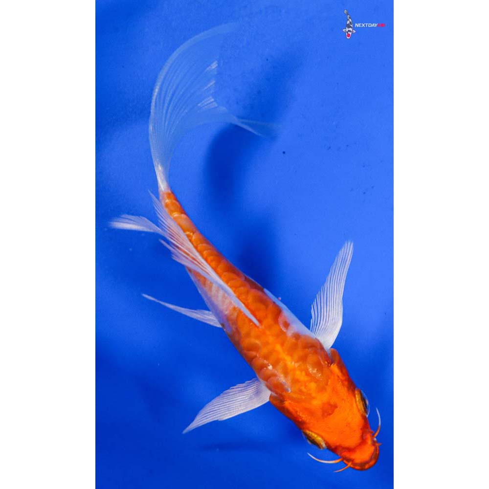5” Imported Armor Scaled Hariwake Butterfly Koi