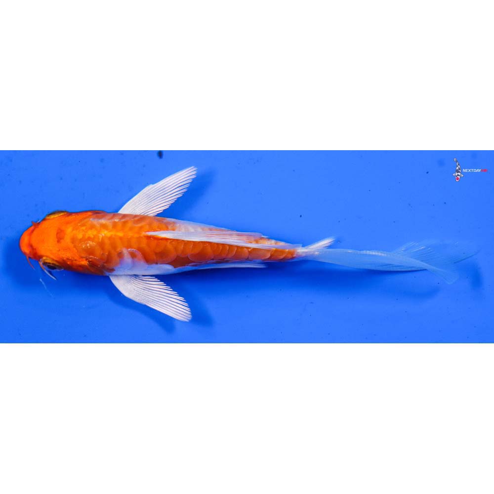 5” Imported Armor Scaled Hariwake Butterfly Koi