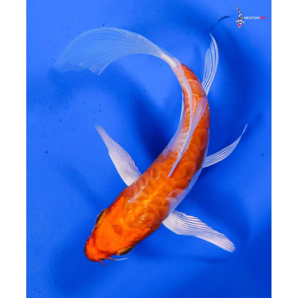 5” Imported Armor Scaled Hariwake Butterfly Koi