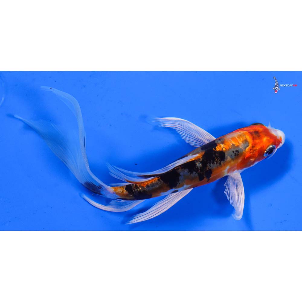 5” Imported Heisei Nishiki Butterfly Koi