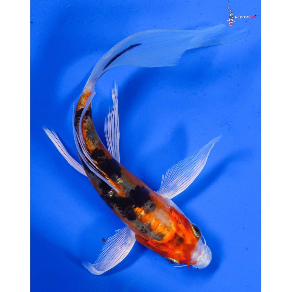 5” Imported Heisei Nishiki Butterfly Koi