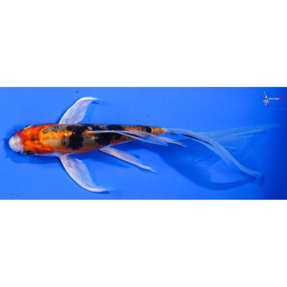 5” Imported Heisei Nishiki Butterfly Koi