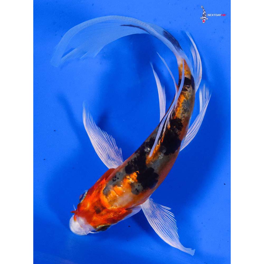 5” Imported Heisei Nishiki Butterfly Koi